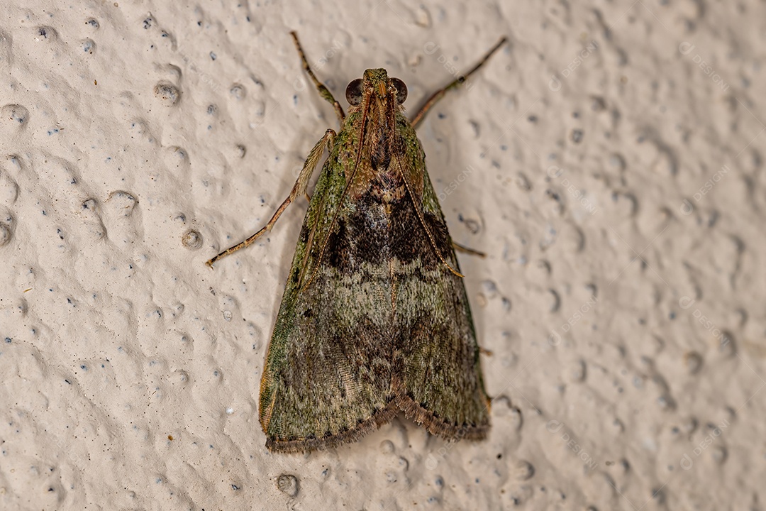 Mariposa de Focinho Piralídeo Adulto da Superfamília Pyraloidea.