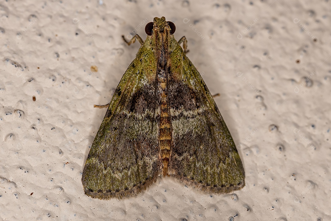 Mariposa de Focinho Piralídeo Adulto da Superfamília Pyraloidea.