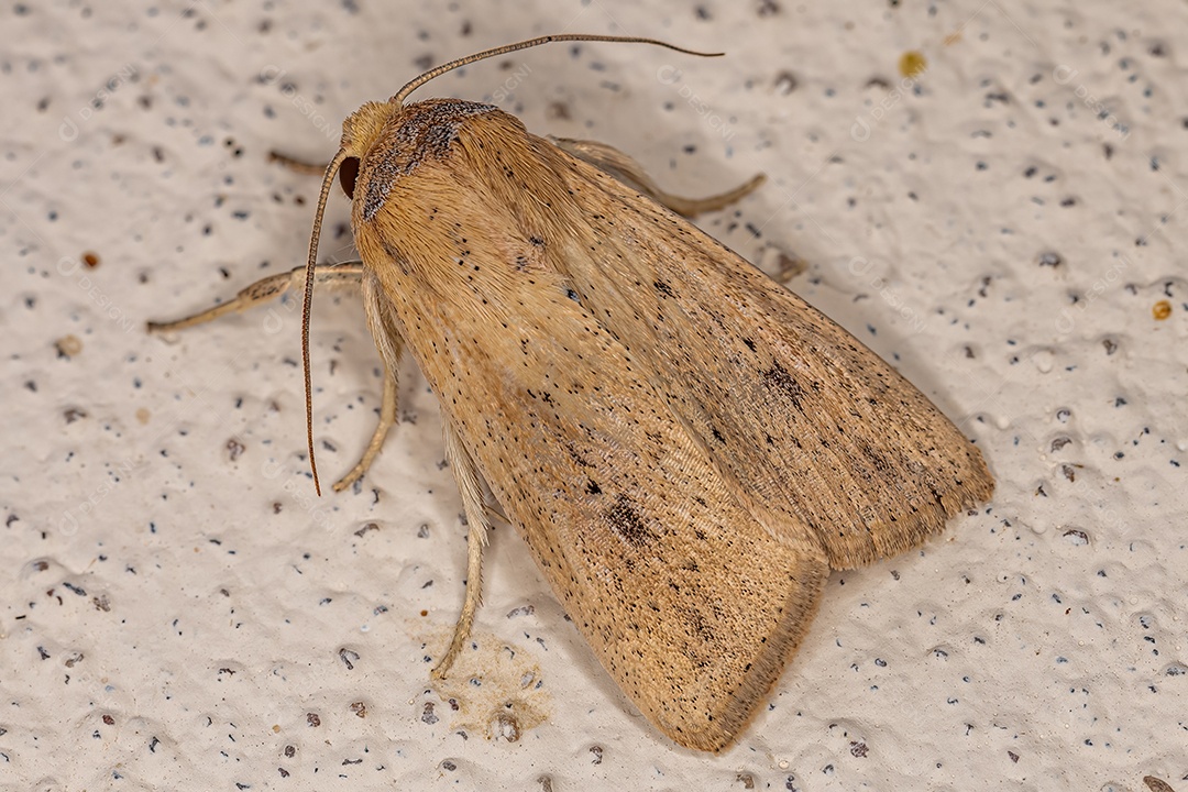 Inseto mariposa adulto da ordem lepidoptera.