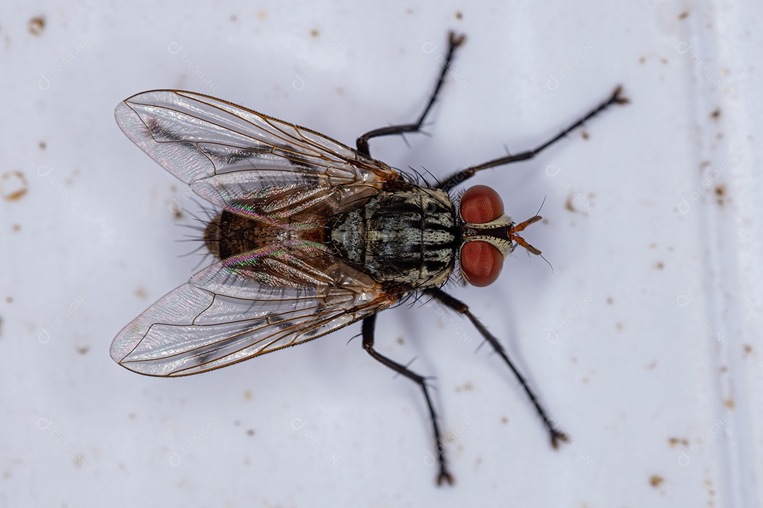 Mosca de cerdas adulta da família Tachinidae.