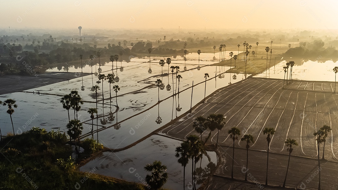 Vista de alto ângulo Fotografia aérea de palmeiras de açúcar