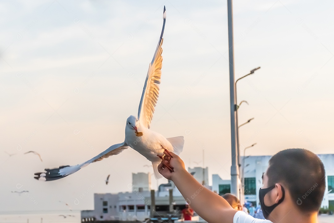 Gaivota voando alto no vento. gaivota voadora.