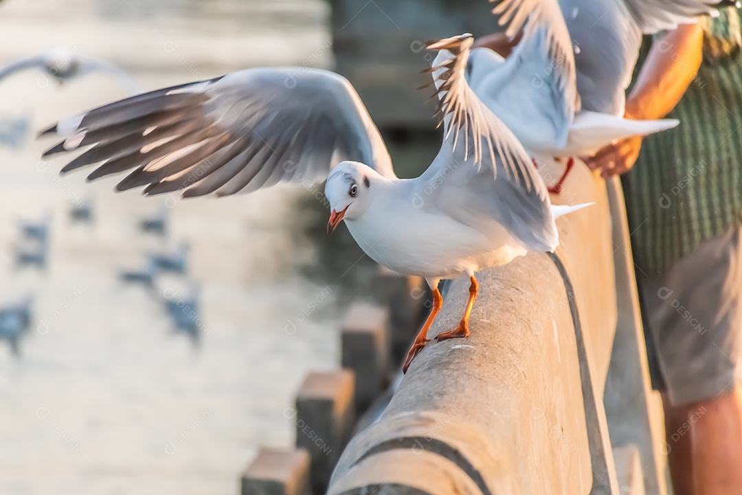 A gaivota está parada na beira da ponte.