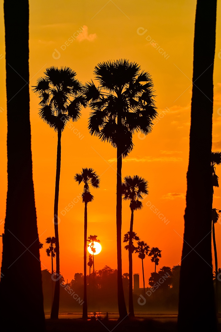 Paisagem de palmeira de açúcar durante o nascer do sol crepuscular