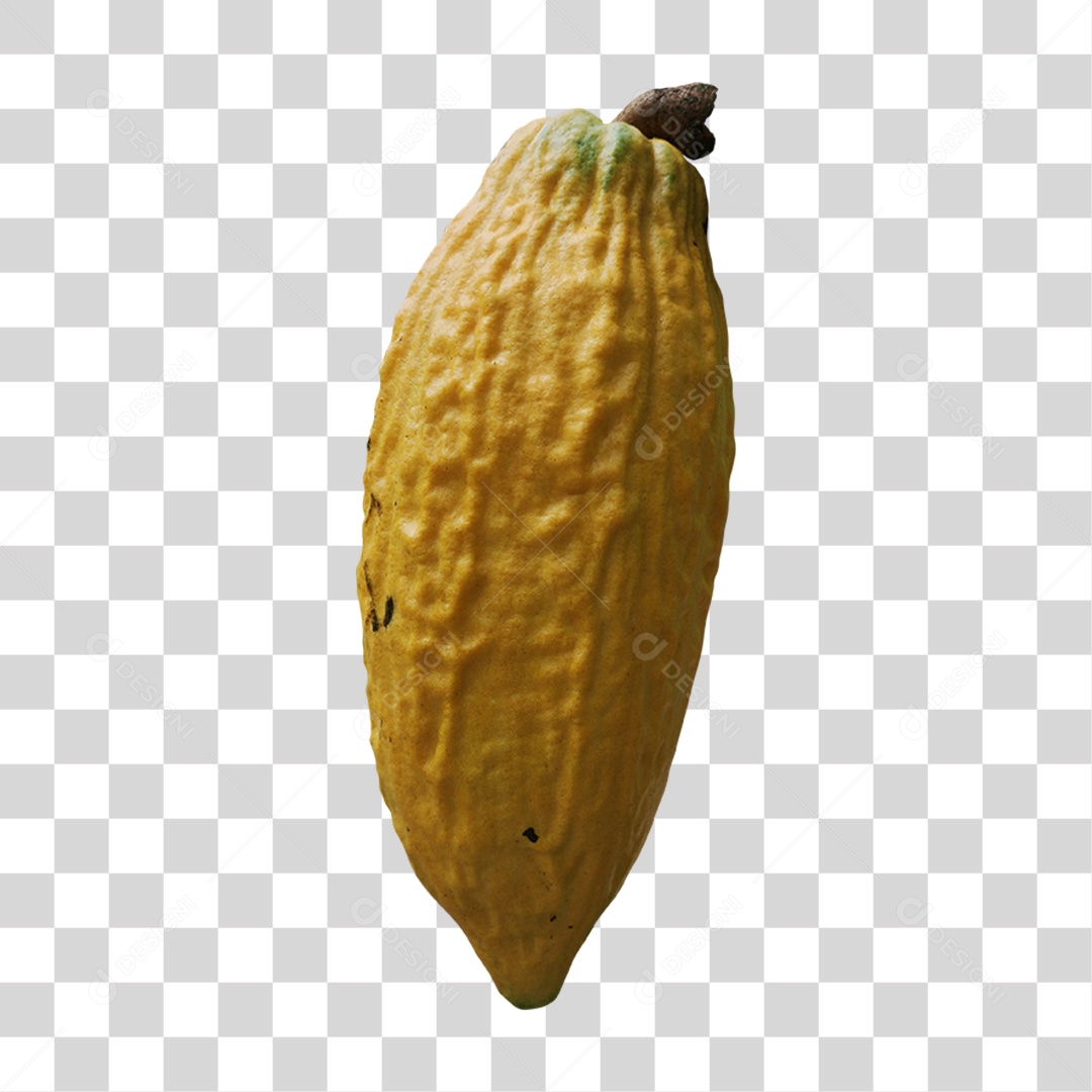 Cacau Fruta Colheita PNG Transparente