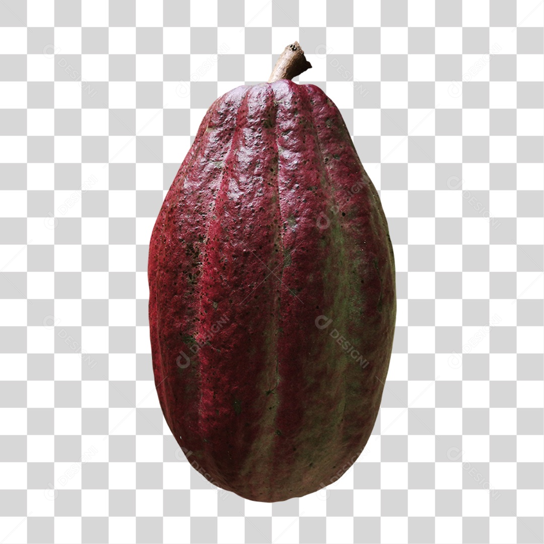 Cacau Fruta Colheita PNG Transparente