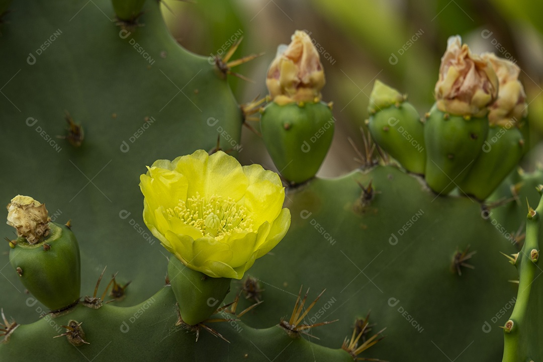flor amarela no cacto em dia ensolarado