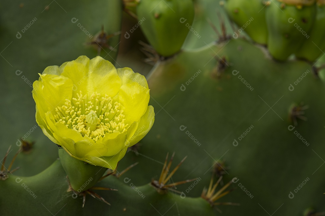 flor amarela no cacto em dia ensolarado