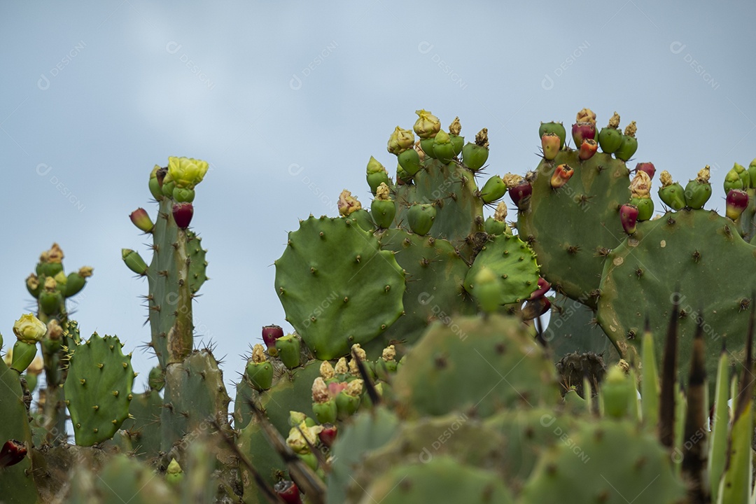 cacto com pequena flor amarela em dia ensolarado com céu nas costas