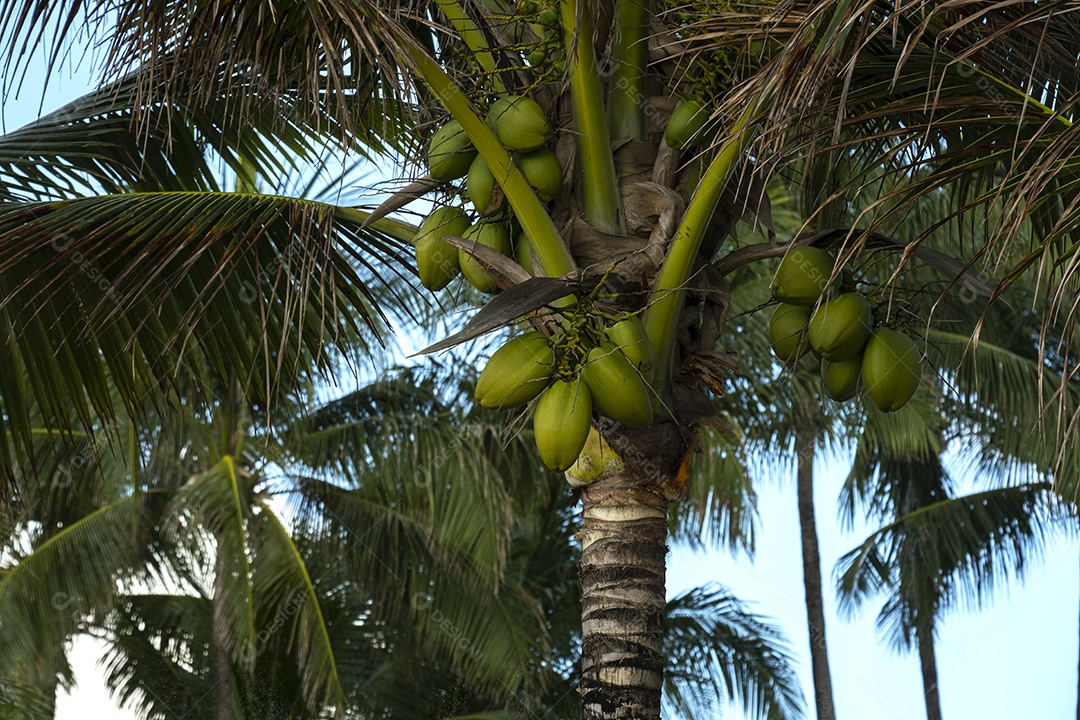 Coqueiros com cocos verdes e céu azul ao fundo