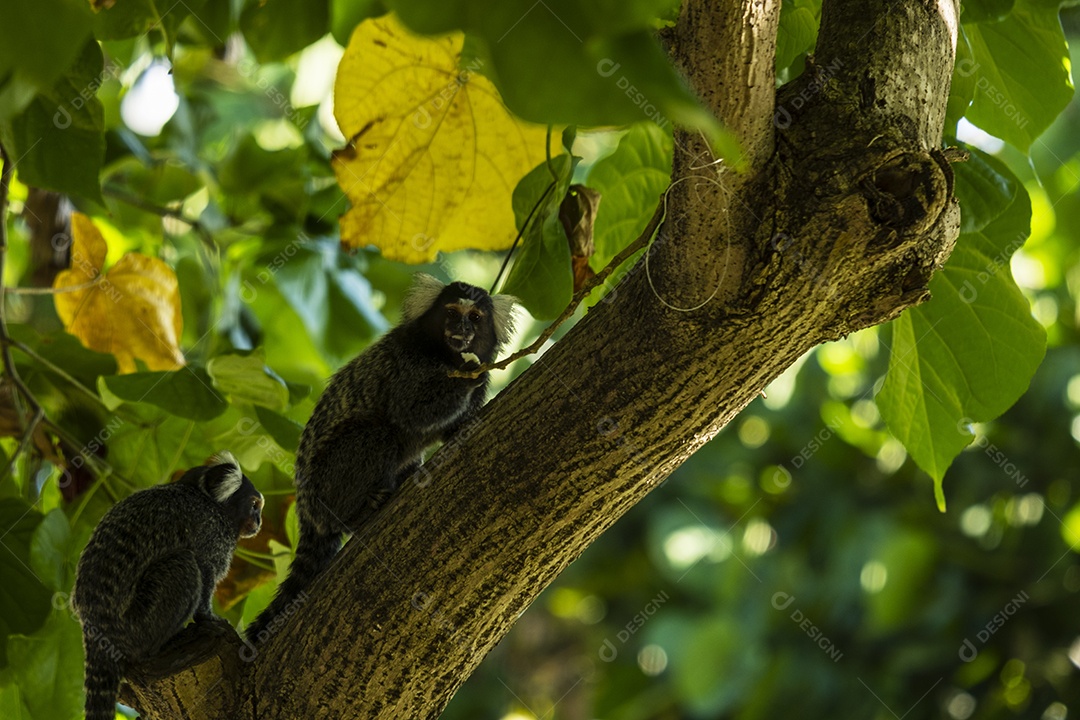 macaquinho no galho de árvore