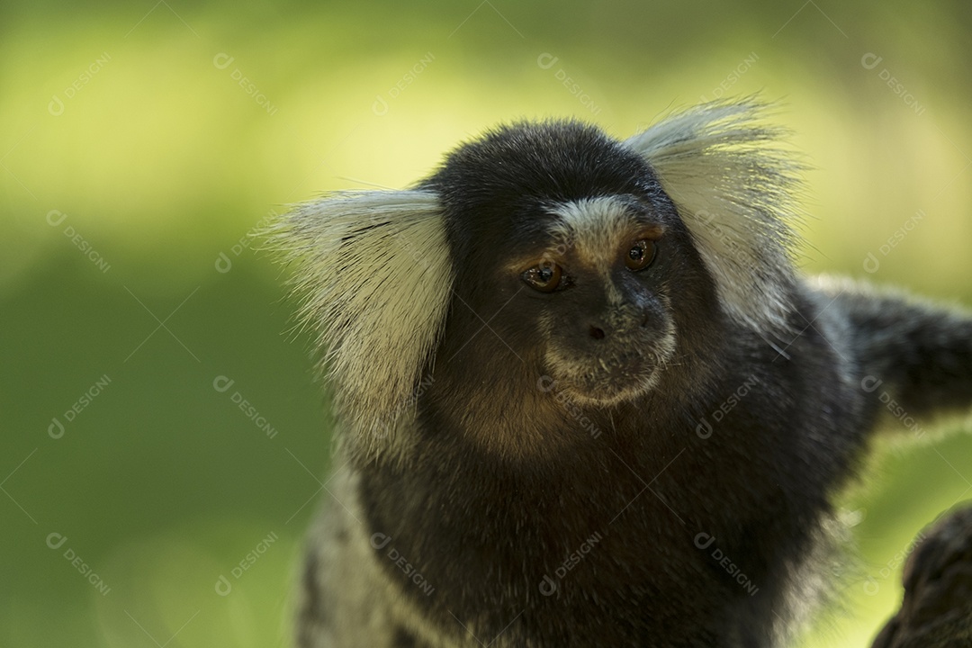 macaquinho com pelo preto e partes brancas