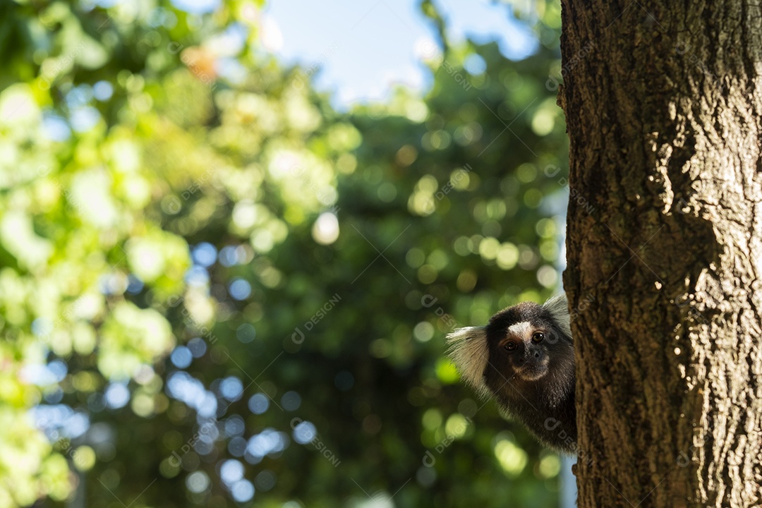 macaquinho no galho de árvore