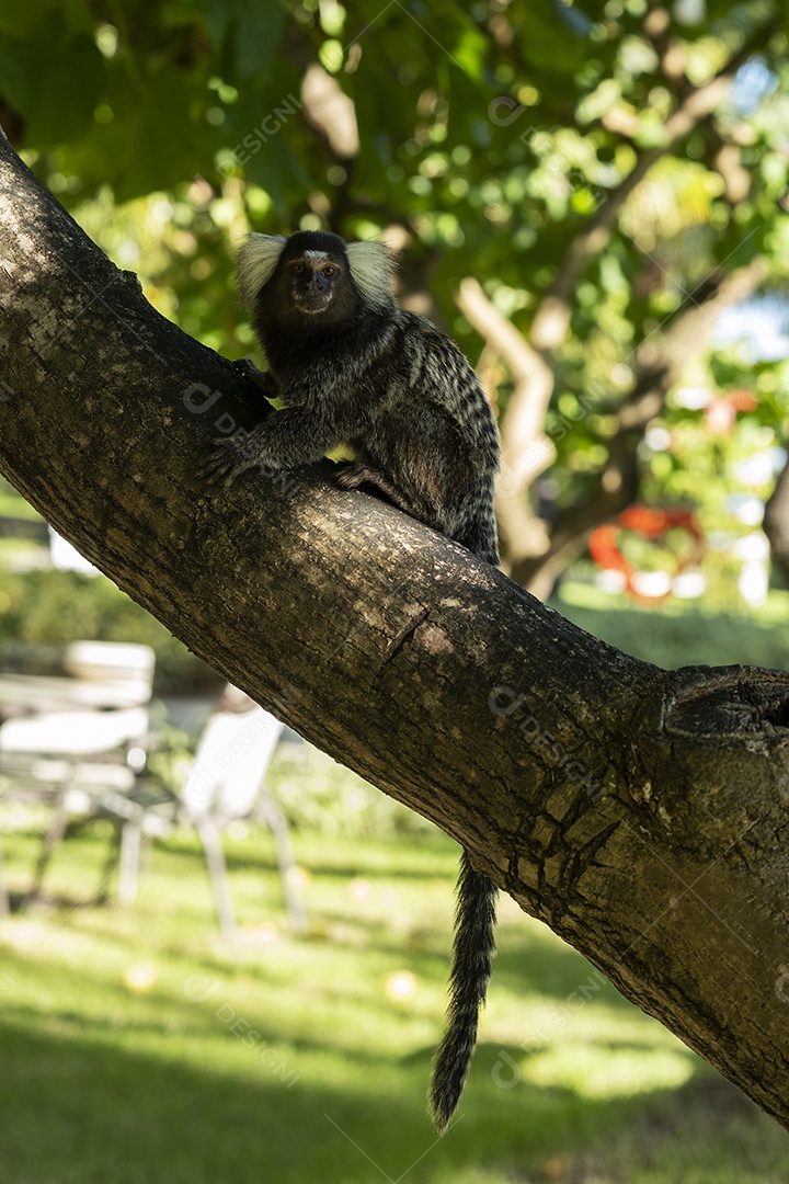 macaquinho no galho de árvore