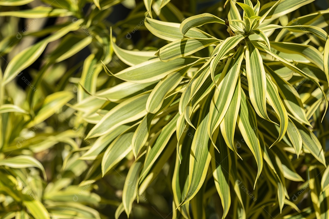 foco seletivo na planta com folhas verdes e amarelas