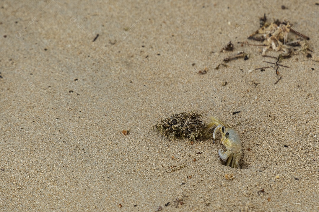 pequeno caranguejo entrando em sua toca na areia