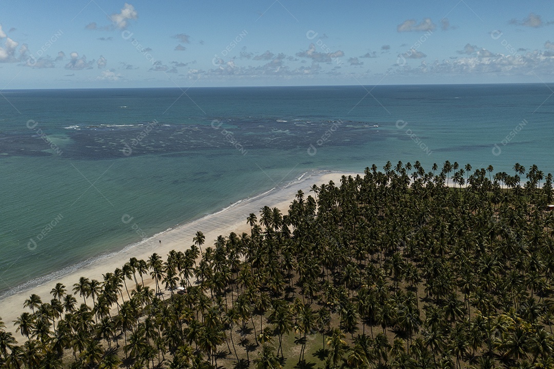 coqueiros, areia da praia e mar azul em dia de sol