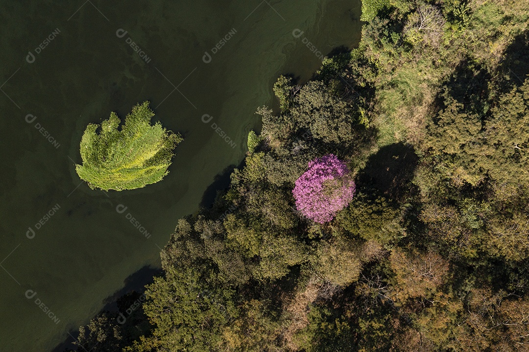 rio e mata ciliar com destaque para o ipê florido rosa