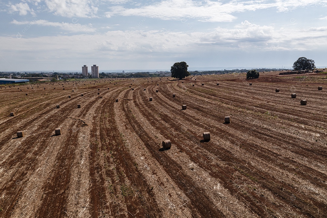 Solo preparado para receber plantio de cana de açúcar
