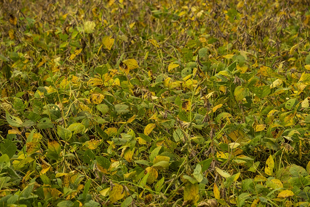 plantação de soja quase no ponto de colheita