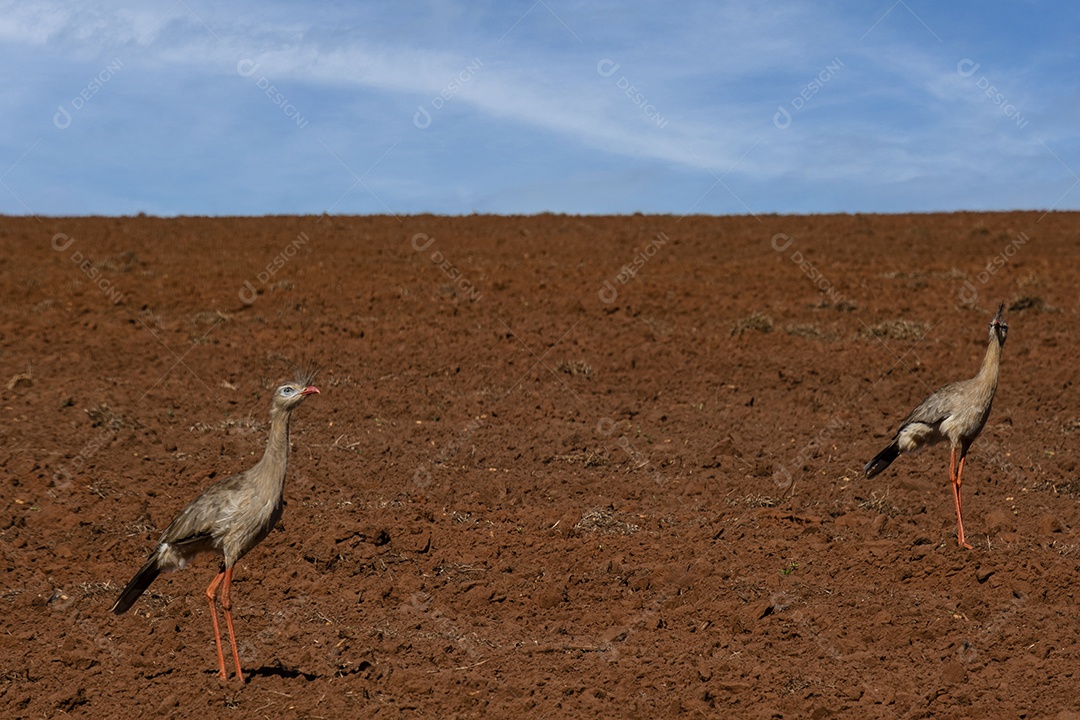 Casal siriema caminhando em terra arada em busca de comida
