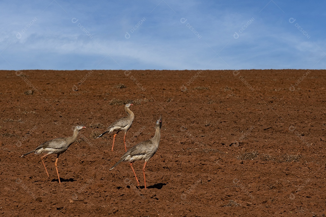siriemas andando em terra arada em busca de comida