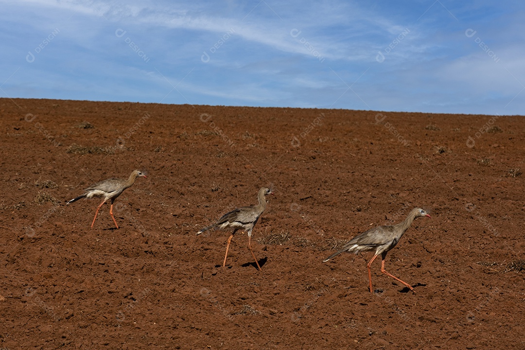 siriemas andando em terra arada em busca de comida