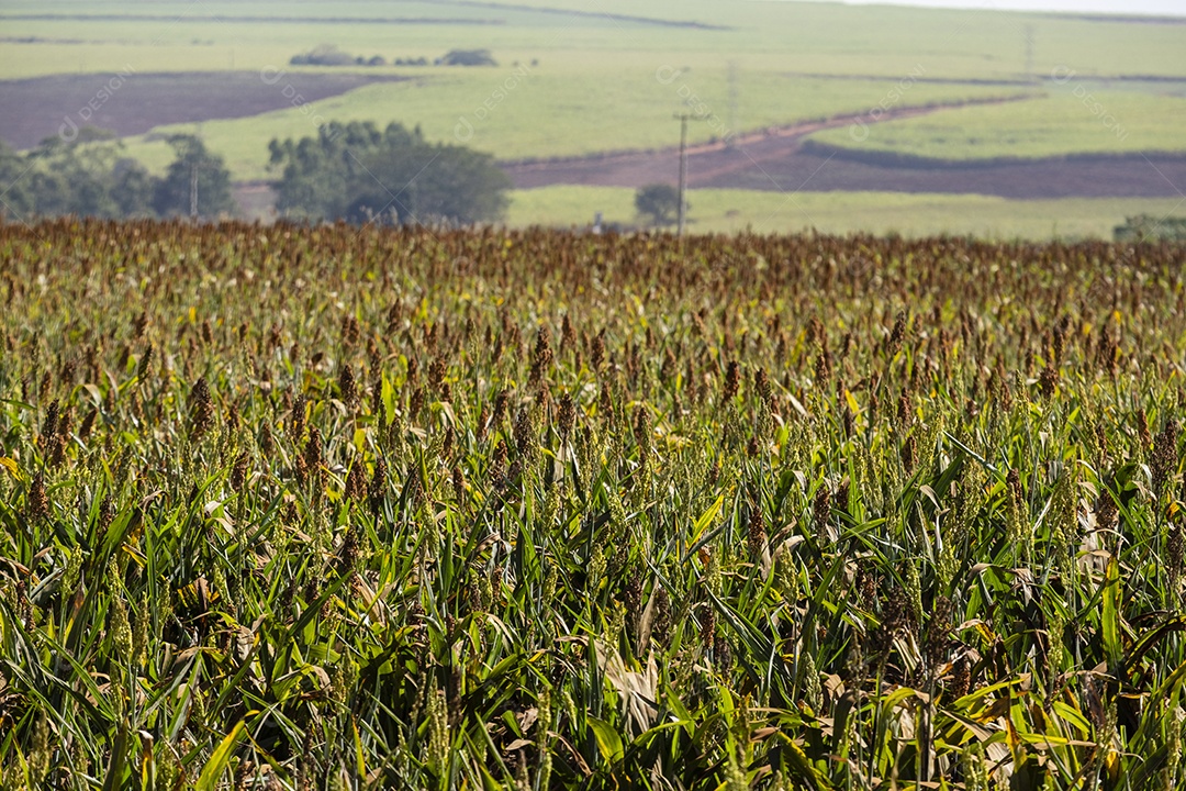 plantação de sorgo na tarde ensolarada