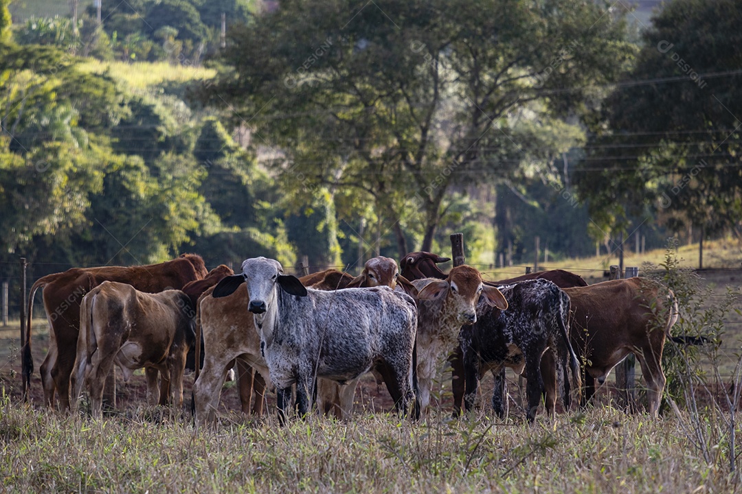 gado em pastagem seca na tarde ensolarada
