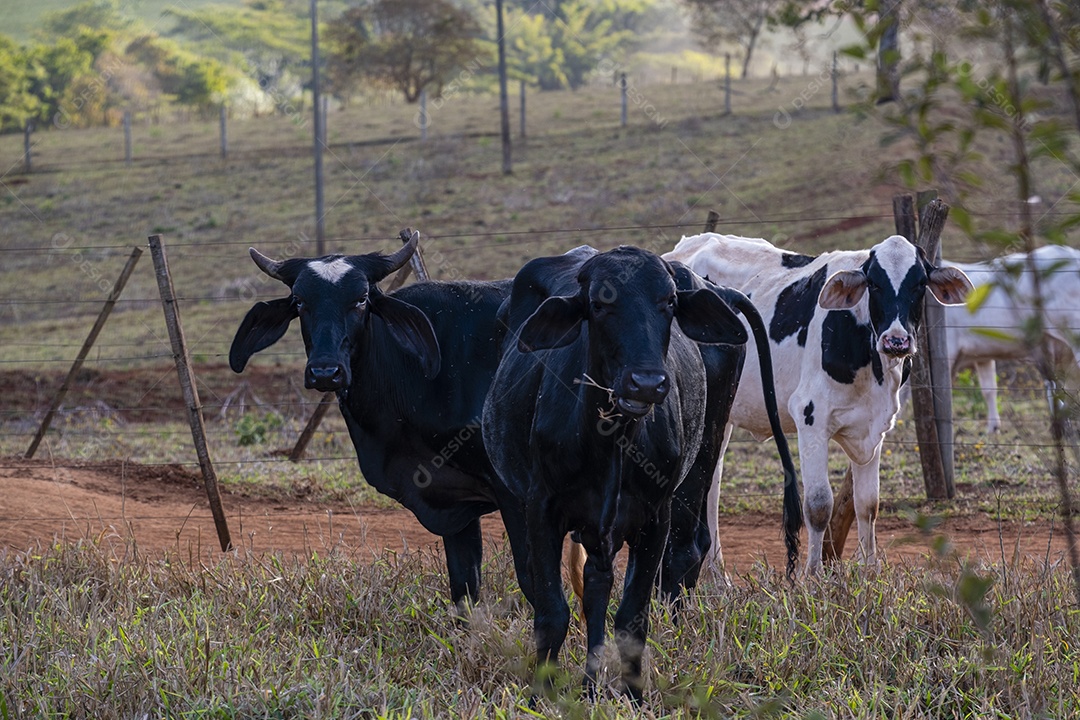 gado em pastagem seca na tarde ensolarada