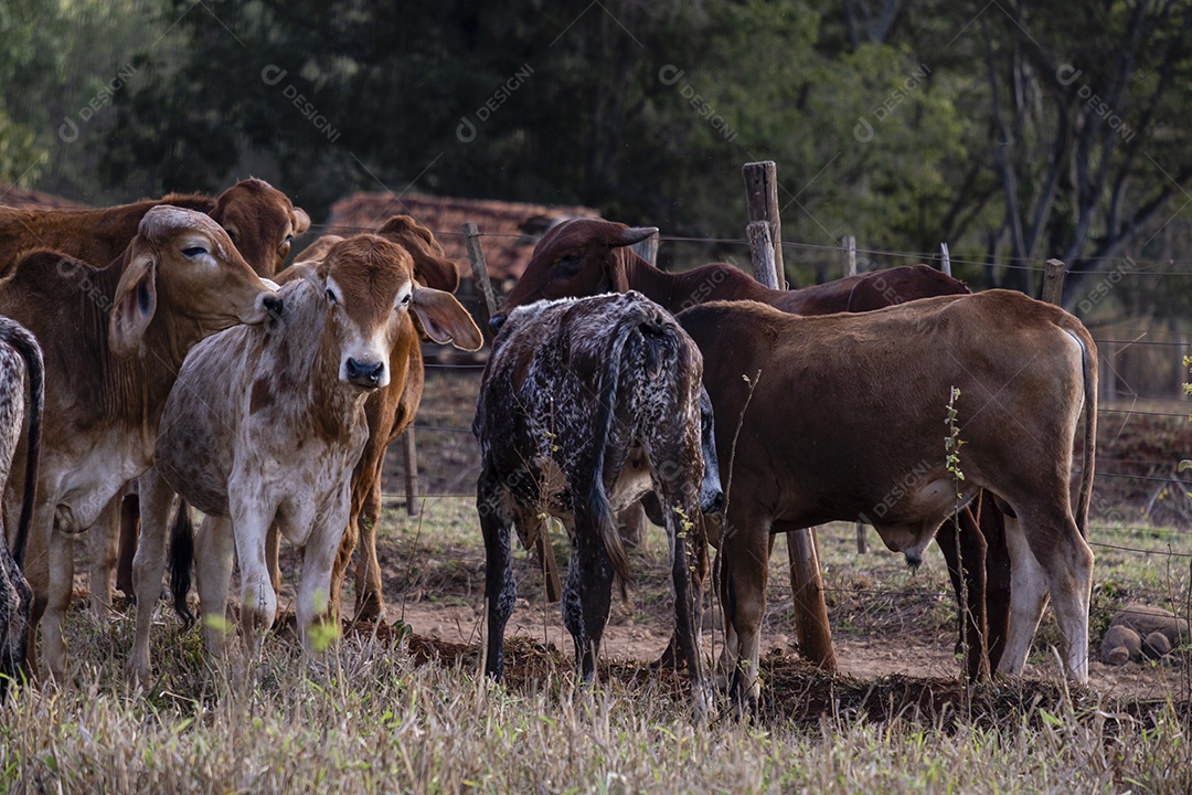 gado em pastagem seca na tarde ensolarada