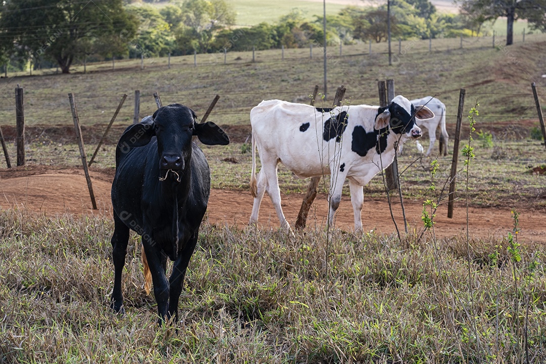 gado em pastagem seca na tarde ensolarada