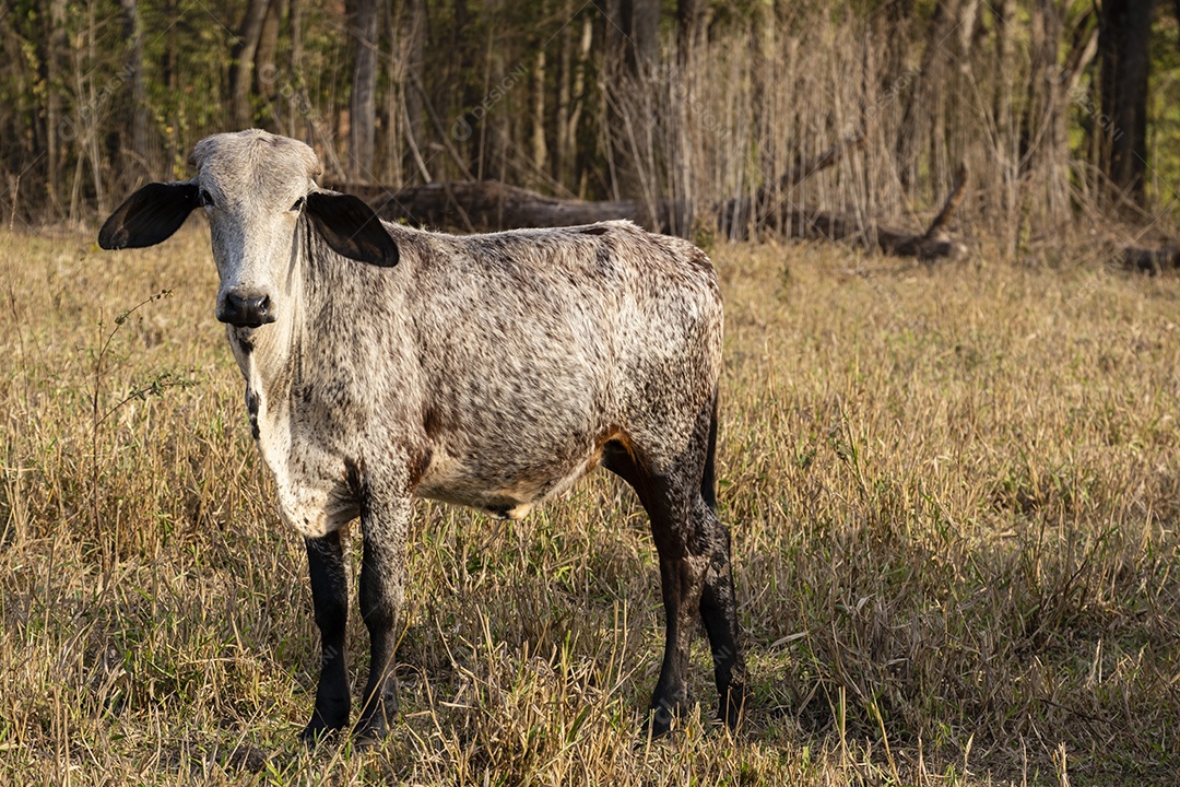 boi em pastagem seca na tarde ensolarada