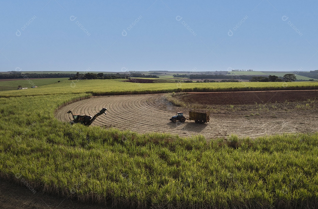 Colheitadeira e reboque no campo de cana-de-açúcar na tarde ensolarada - vista drone