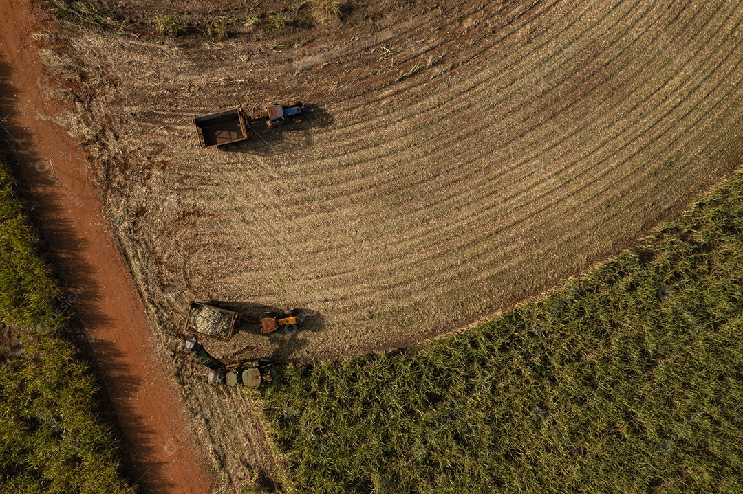 colheitadeira e reboque no campo de cana-de-açúcar na tarde ensolarada -