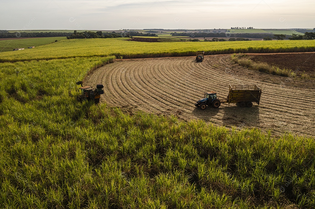 colheitadeira e reboque no campo de cana-de-açúcar na tarde ensolarada