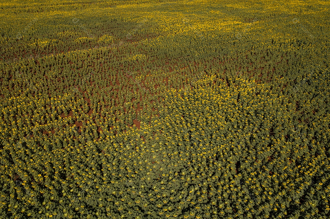 Plantação de girassol vista de cima na manhã ensolarada