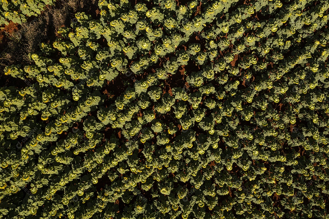 Plantação de girassol vista de cima na manhã ensolarada - vista de cima