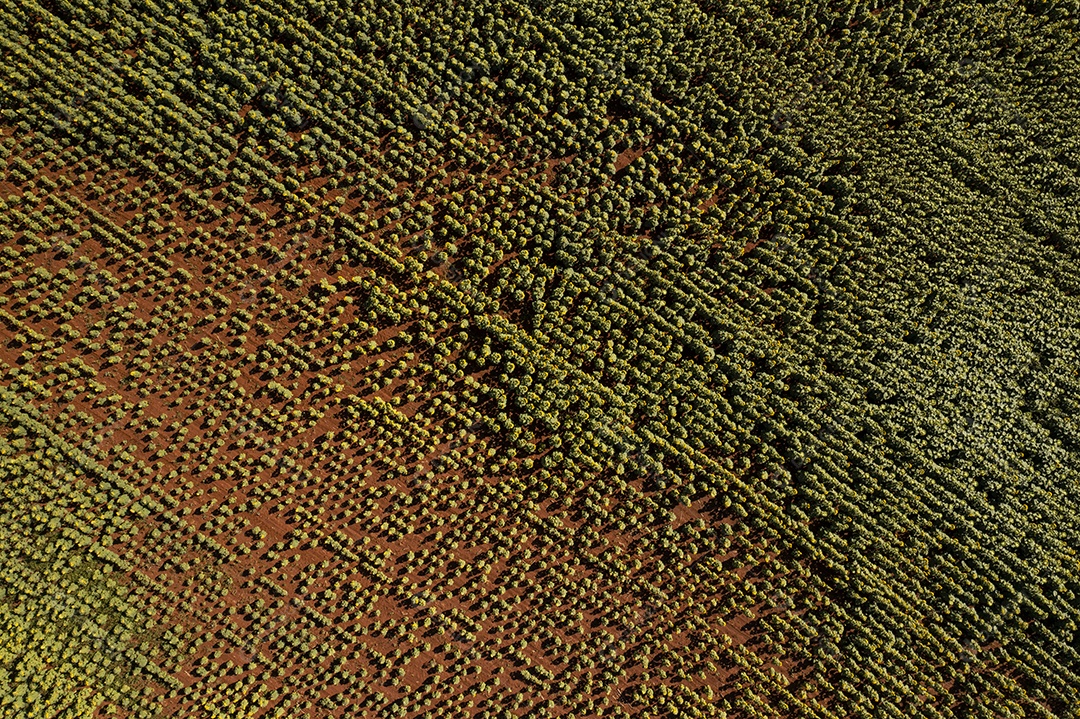 Plantação de girassol vista de cima na manhã ensolarada - vista de cima