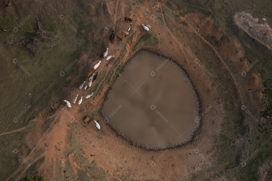pequeno lago e gado onde o gado bebe água