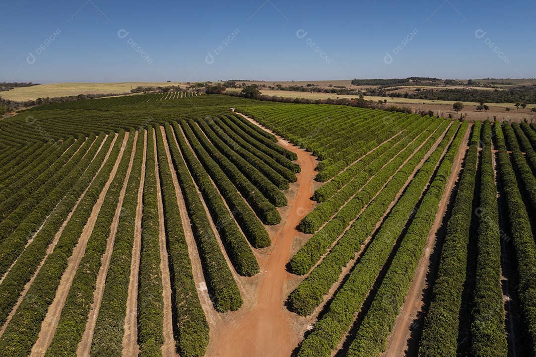 plantação de laranja em dia ensolarado visto de cima