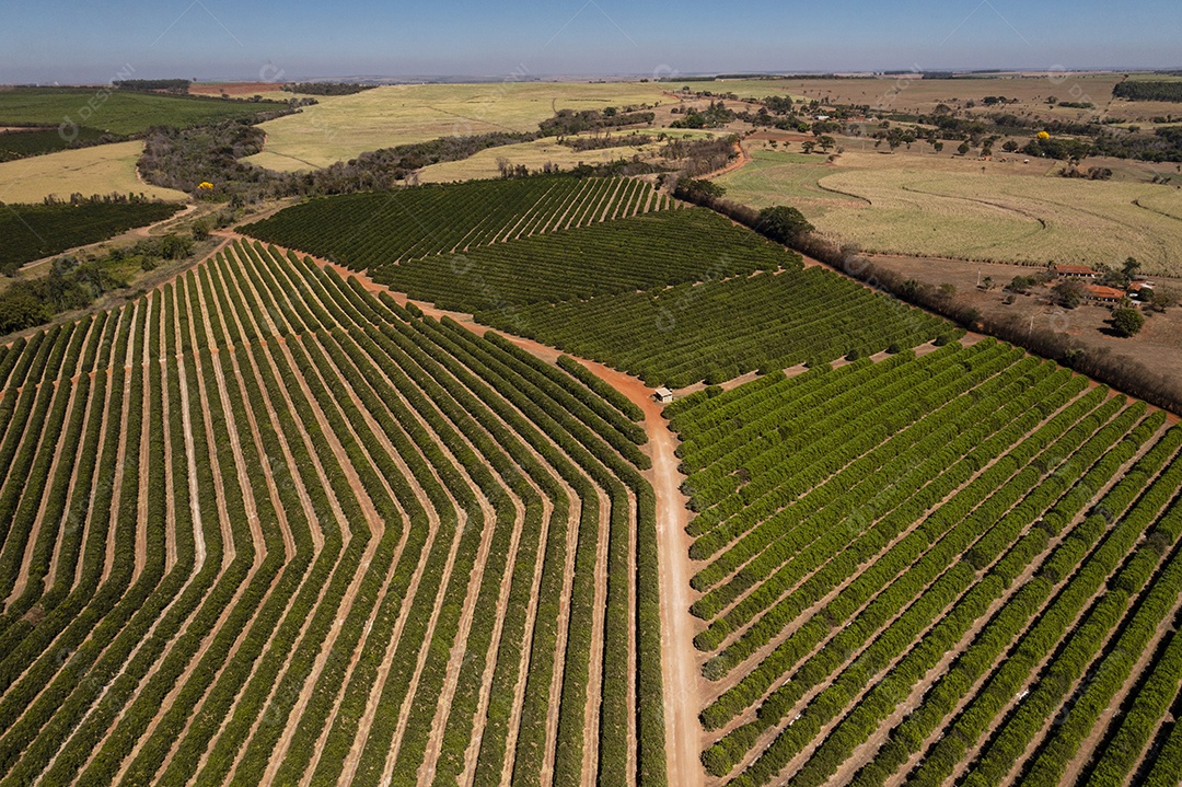 plantação de laranja em dia ensolarado visto de cima