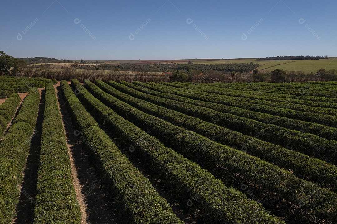 plantação de laranja em dia ensolarado visto de cima