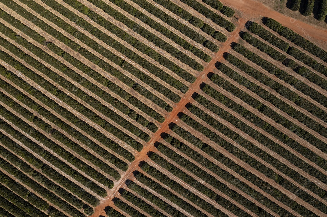 plantação de laranjeiras vista de cima