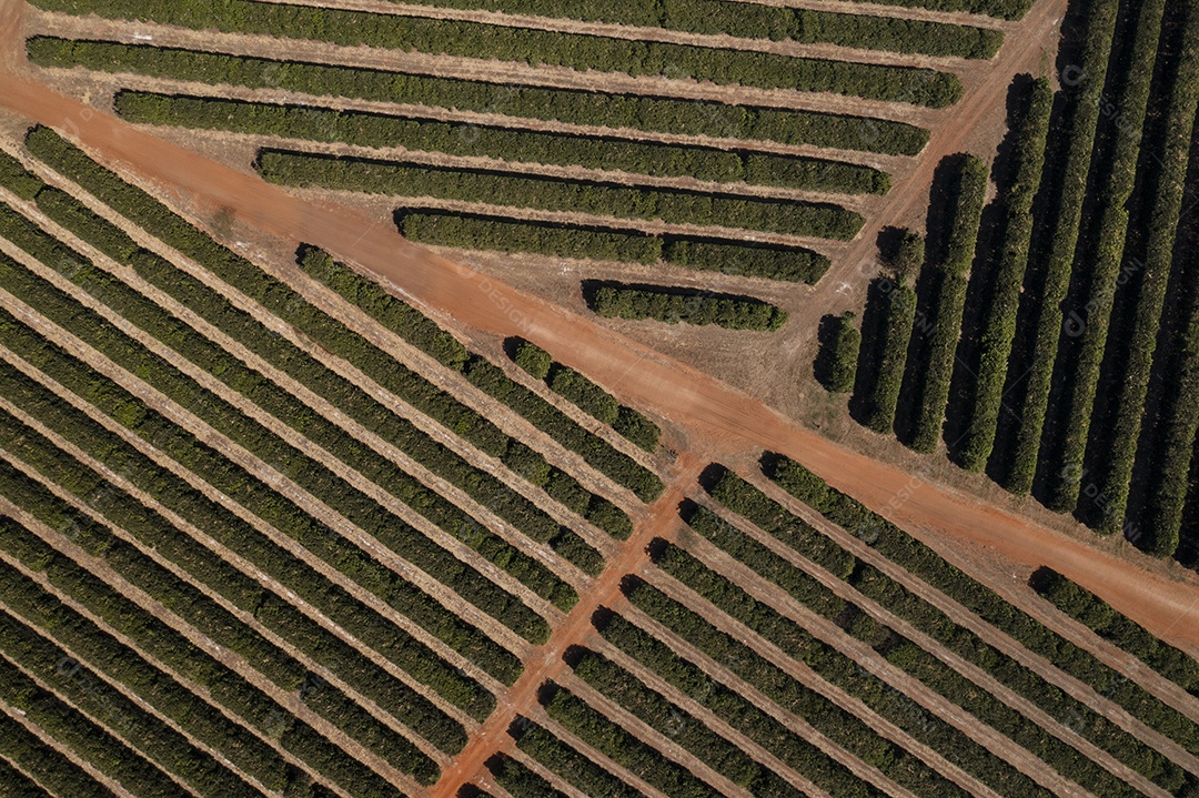 Plantação de laranjeiras vista de cima