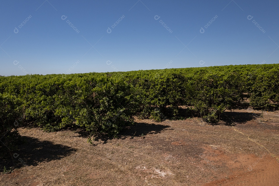 Plantação de laranjas em dia de sol no Brasil