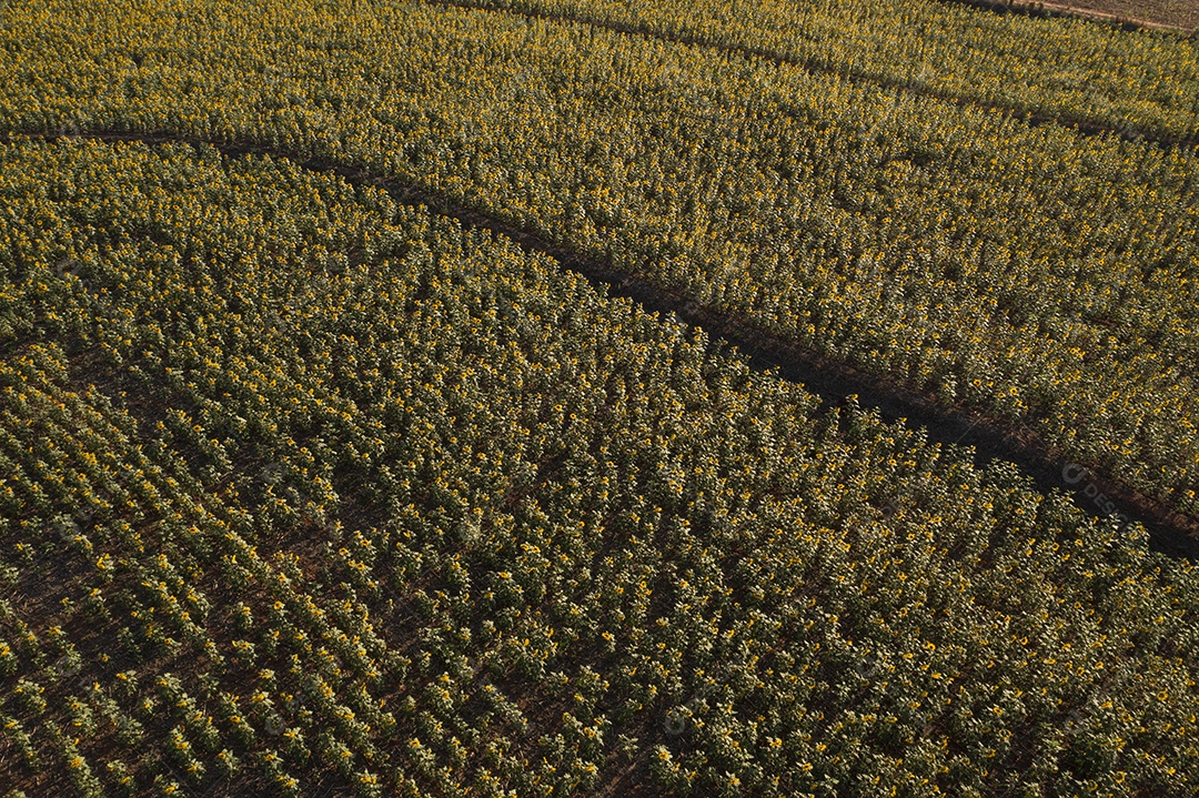 plantação de girassol na tarde ensolarada