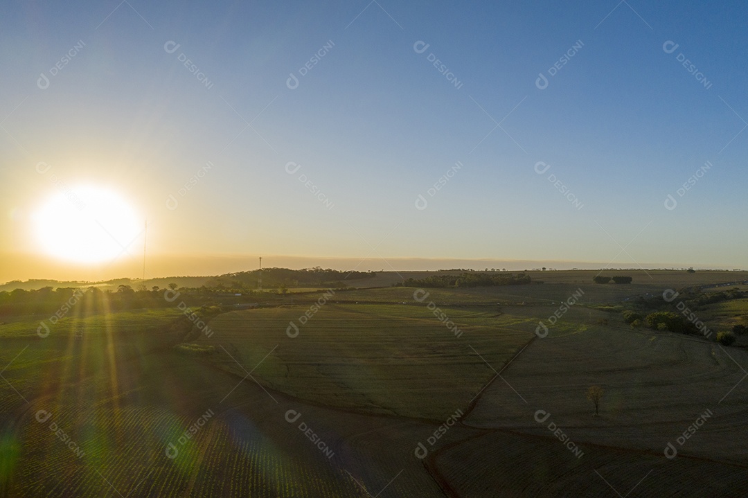 plantação de cana-de-açúcar com o sol poente