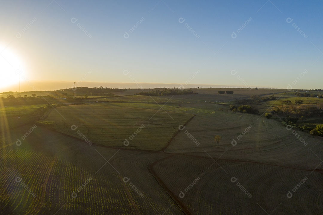 plantação de cana-de-açúcar com o sol poente