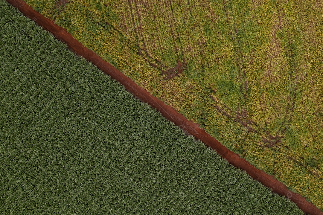 cana-de-açúcar e plantação de soja separadas por estrada de terra